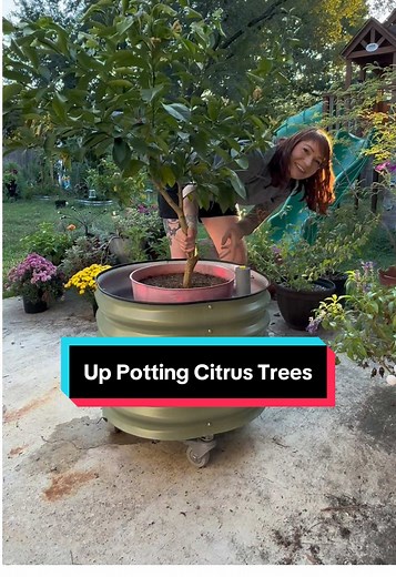 Up Potting My Lemon Tree in a Vego Garden Planter