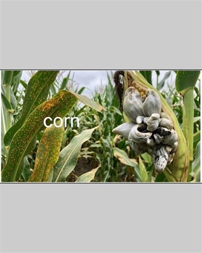 Fungi That Cause Plant Diseases | Easy Explanation