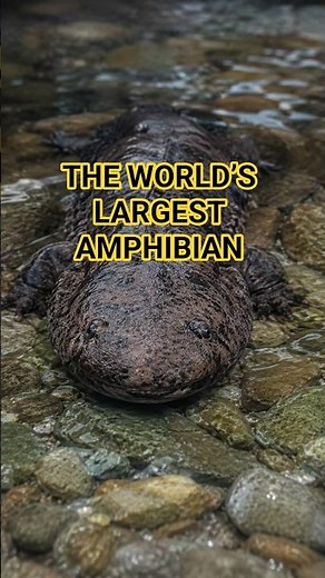 The world’s largest amphibian is a living fossil now fighting to survive.
