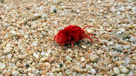 Chigger bites this summer? How to identify the Oklahoma pest, treat their bites