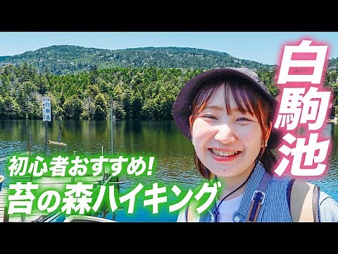 【白駒池】北八ヶ岳の美しい苔の森！1周45分で回れるお手軽登山