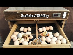 How to Use an Incubator to Hatch Eggs | Incubation & Hatching | Beginner's Guide to Hatching Eggs