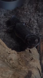 Black night leopard gecko, video taken by Kienan Parker. Become a pro macro photographer, here is all you need: https://www.amazon.com/shop/macromicroworldss | Macro Micro World