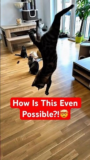 How Cats Always Land on Their Feet