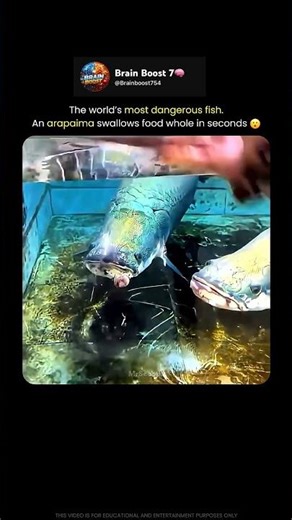 This Giant Fish Swallows Prey in Seconds 😮