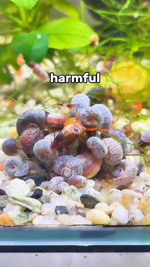 1.4K views | What is the importance of snails in a fish tank, especially for breeding? #aquarium #usareels #fblifestyle #fishtank | Trip Aquarium | Facebook