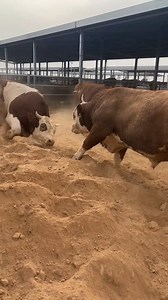 Unknown facts about France's famous Limousin cows | ফ্রান্সের বিখ্যাত লিমোজিন গরুর অজানা তথ্য। #unknownfacts #france #famous #cows #Amazing #highlight #follower #cattle #agriculture #farming | Sheikh Jalal