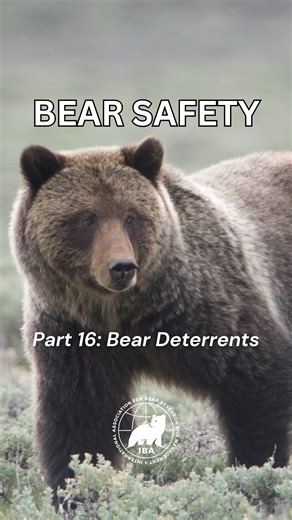 198 reactions · 22 shares | Part 16 - IBA’s Bear Safety Series (for...