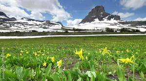 field of glacier lilies with mt oberlin in the background at logan pass in glacier national park, montana