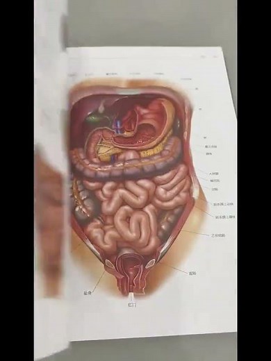 人体解剖学