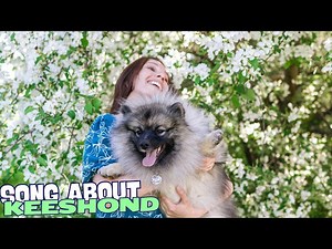 Fluffy Keeshond: The Perfect Pup Anthem!