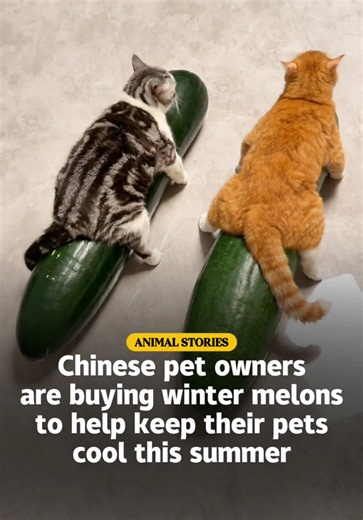 Giant Winter Melons for Pets: Natural Cooling Trend for Cats & Dogs