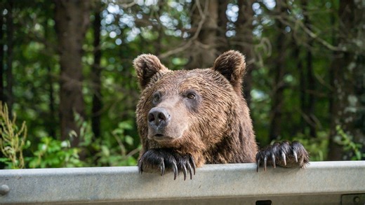 Family captures stunning footage as wild bear enters house: 'These kinds of videos make me sad'