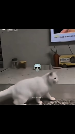 " Cats Can Do Backflips 🗿 " #cat #trollface #shorts