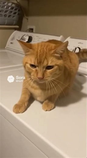 Cat Totally Annoyed by a Mosquito 😾🦟