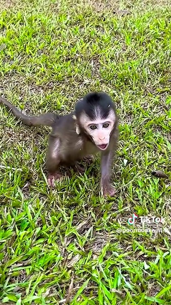 #poorlittlebabymonkey #🥰🥰cuteness🥰🐒overload🥰monkey🐒🐒bhai #smartmonkey🙊🙊 #babymonkey ❤️