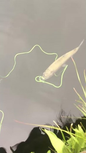 Using Stringer to keep trouts alive