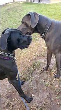 100% euro great dane playing with her mate