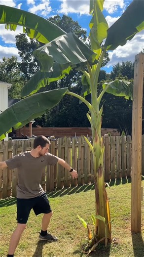Why are farmers destroying banana plants? The truth will shock you! 🍌😱