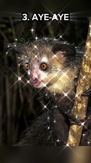 Top 4 Ugliest Animals on Planet Earth #uglies #animalfacts #wildlife #horror #pig