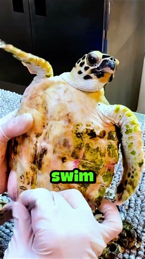 Sea Turtle Covered in Barnacles Found Barely Alive.