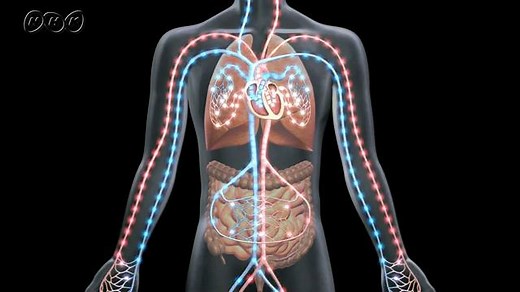 体をめぐる血液 | NHK for School