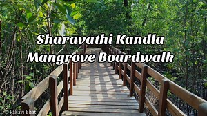 Sharavathi Kandla Mangrove Boardwalk, Honnavar - A  wonderful walk in between Mangroves - Pallavi Bhat