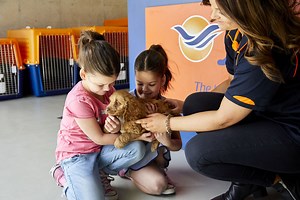 International Pet Transport to Europe - Jetpets AU