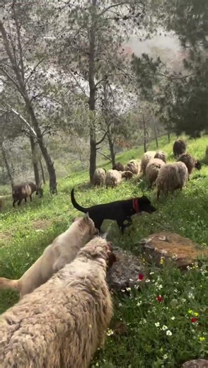 Nature's 🌲Most Unlikely Herding Team at Work!" #nature #naturelife #stressrelief