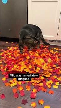 Not sure why Milo became possessive over the leaves 😂 #cat #catshorts #viral #cats #catsofyoutube