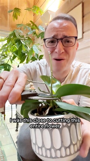 99K views · 1.2K reactions | Before you trim a flower spike after...
