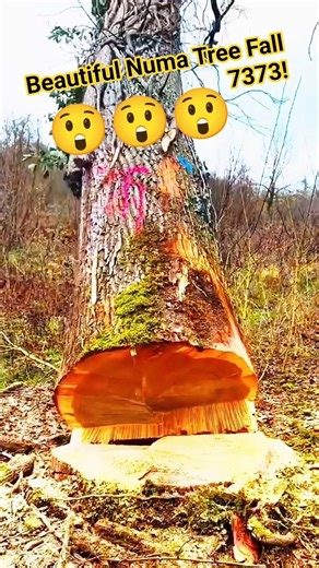 Beautiful Numa Tree Fall 7373 chainsaw!#fall #tree #chainsaw #stihl #woodworking #wood #woodwork
