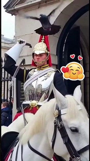 Pigeon vs Royal Guard 🐦