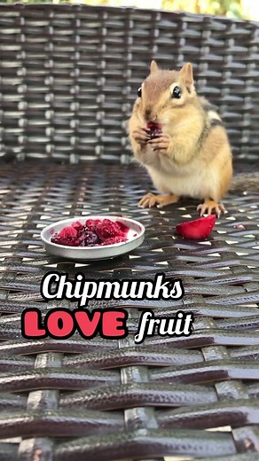 Best Fruits for Chipmunks: A Tasty Guide