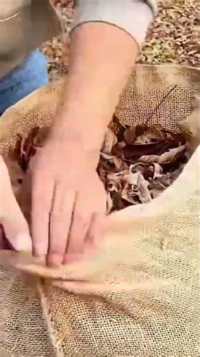 Autumn Cleanup | Burlap Sack Filled with Dry Leaves 🍂🧤