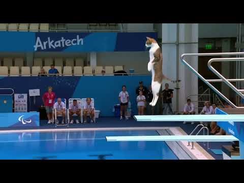 "Cat Diving Olympics "@Hailuo AI (MiniMax) I 02#AIvideo #AIgenerated #hailuo #hailuocpp #cats