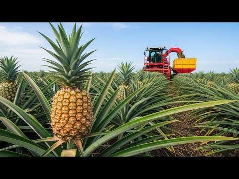 How Thai Farmers Harvest Millions of Pineapples | Pineapple Farming