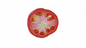 Tomato Slices - Buy Royalty Free 3D model by MuseModels