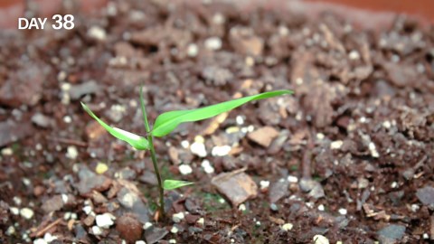 Bamboo growing time lapse - seed to plants (220 days)
