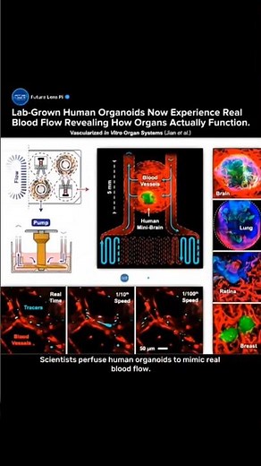 Scientists Create Lab-Grown Human Organs With Real Blood Flow System #medical #tech #vascularhealth
