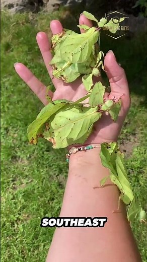 Leaf insects | Nature’s Perfect Camouflage insect