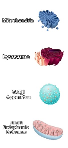 I ❤️ Golgi Apparatus #Biology #study #Organelles #School #science | science