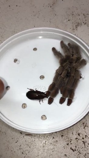 Ferocious Tarantula Encounters: Growling, Insects, and More!