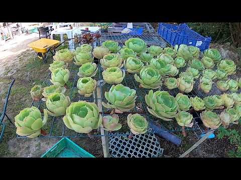 Réussir vos boutures d'aeonium