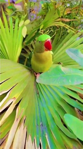 parrot voice#short#vairal#veido