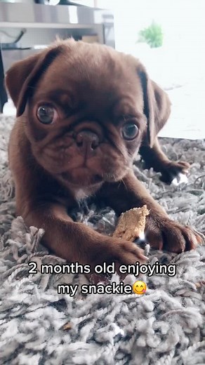 Pug Puppy Growth Comparison: 2 Months vs 5 Months