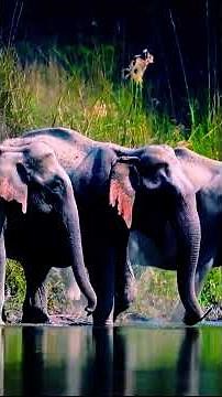 Wildlife at Bardiya National Park