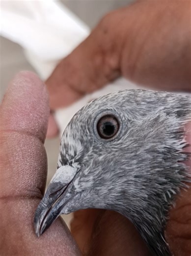 choha breeder female high flyer breed