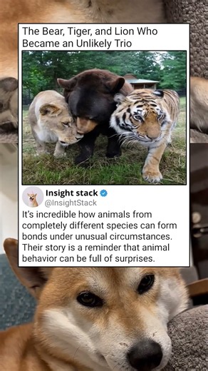 The Bear, Tiger, and Lion Who Became Best Friends 🐻🐯🦁