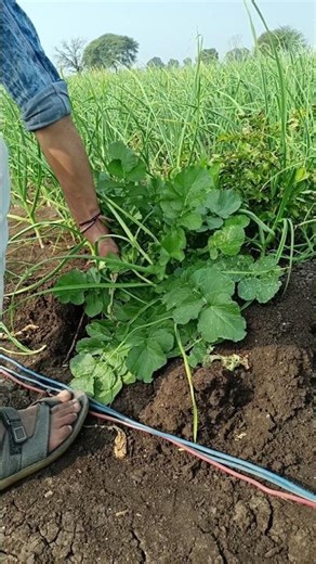 Modern Farming Techniques: Efficiency and Sustainability #farming